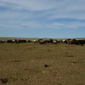 內蒙古遊 - 馬群,每隻價值8000人民幣