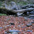 乾涸的溪谷裡堆滿了最後一批紅葉