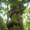 這是森林裡最大的樹，我覺得他簡直就是森林之神！