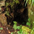樹下的樹洞有生物生活痕跡