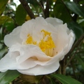 黃蕊白茶花