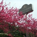麗緻重瓣山櫻花