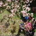 北新路上無極天元宮的吉野櫻是春天櫻花的終奏曲, 賞完天元宮的櫻花,這燦爛的櫻花花鬧也近尾聲．