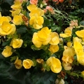 黃色玫瑰海棠