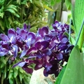 深紫小石斛蘭