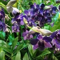 紫石斛蘭.