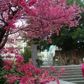 櫻花王垂枝