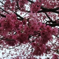 美麗的山櫻花.