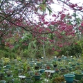 櫻與藥草庭園