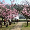 噴泉櫻花區
