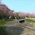 噴水池櫻紅處處