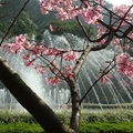 櫻與噴泉2