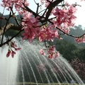 櫻與噴泉