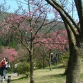 公園櫻