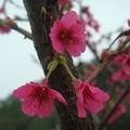 單瓣山櫻花