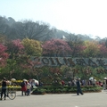 2011 陽明花季