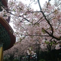 天元宮櫻花開了