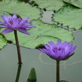 紫色睡蓮