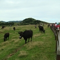遊客與牛群