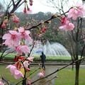 噴水池櫻花