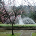 噴水池櫻花花況