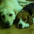 我的兩隻狗寶貝~

可愛的米格魯及拉不拉多犬
