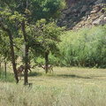 壁畫附近的鹿群