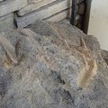 這塊岩石上是真的化石喔！