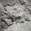 根恐龍骨頭的化石就確定很粗壯喔！