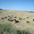 山坡上的牛群~科州境內