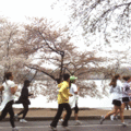Cherry Blossom Ten Mile Run