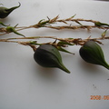 梨果竹 來至印度:果實會繁植，很稀有的品種。 2008年在新聞界造成小小騷動。 
果實長相如仙桃，還有實心的竹子 :玁邏竹.印度實竹。