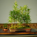 日本紅竹 盆齡10年