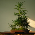 竹盆景