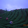 杉林溪龍鳳峽茶園