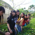 茶園與新加坡學生