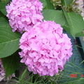 鏽球花
