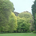 2008紐西蘭 - 基督城公園美麗的樹