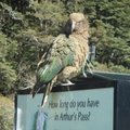2008紐西蘭 - 啄羊鸚鵡咬你喔.