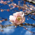 2011武陵二月中旬梅二度開花