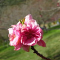 2011武陵梅開二度，如果不是因為時在二月，會懷疑它是桃花喔