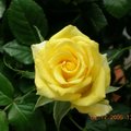 我最喜愛的黃玫瑰--

多美麗的玫瑰花，我就這樣悄悄地愛上它..