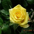 我最喜愛的黃玫瑰--

多美麗的玫瑰花，我就這樣悄悄地愛上它..