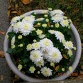 菊花是我最喜歡的花卉之一，白菊在黃葉紛紛的秋天裡更突顯了它的純潔美麗。
