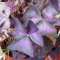 紫色幸運草
