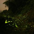 鄉間路燈：a  firefly