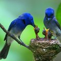 黑枕藍鶲棲息於低海拔之次生林枝椏濃密、蔓藤糾結之密林中，常單獨或成對活動。
