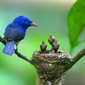 枕藍鶲築了精緻的鳥巢，五、六天時間，以草枝、樹皮、樹的氣根及棉絮，細心的編織了新的鳥巢，並以身體沾粘蜘蛛絲加以固定。 
