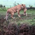 著名攝影師讓-弗朗索瓦-拉戈特在肯亞闡述母獅如何智救幼崽。


