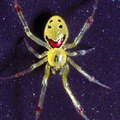 happy-faced spider